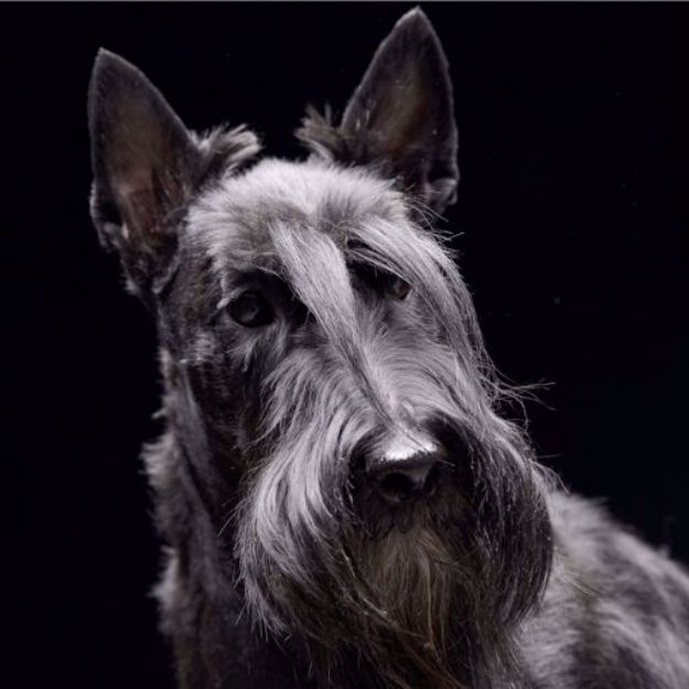 Picture of Scottish Terrier