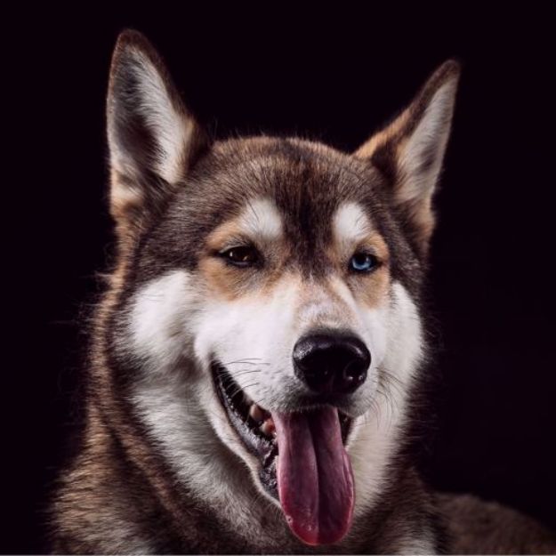 Picture of Siberian Husky