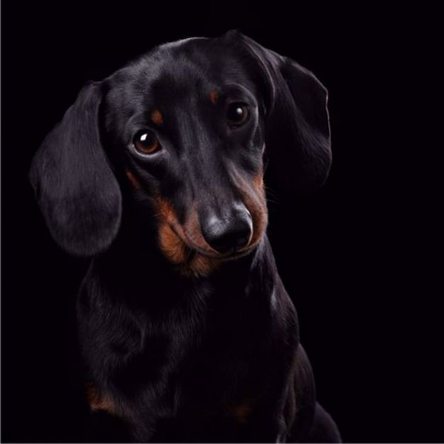Picture of Dachshund