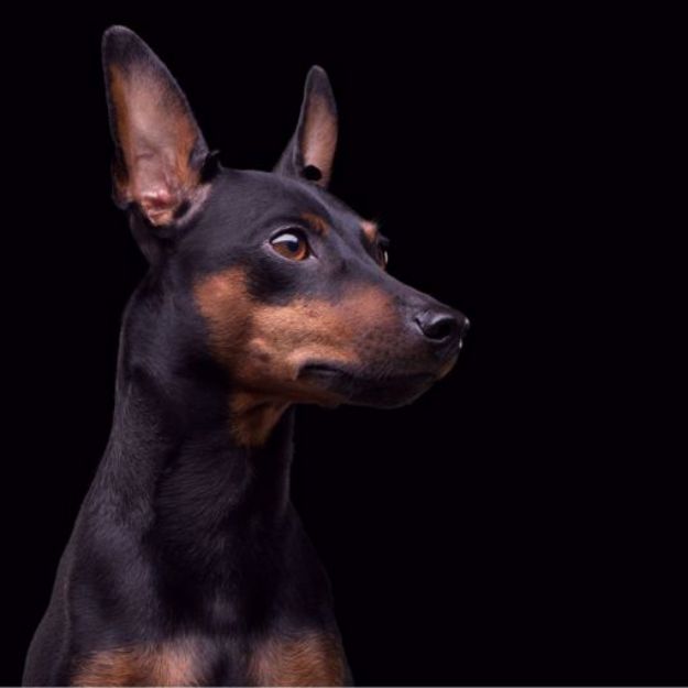 Picture of Miniature Pinscher