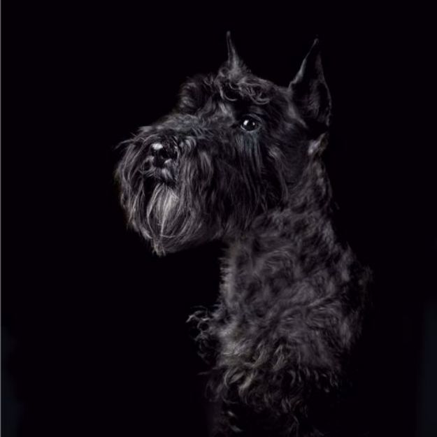 Picture of Miniature Schnauzer