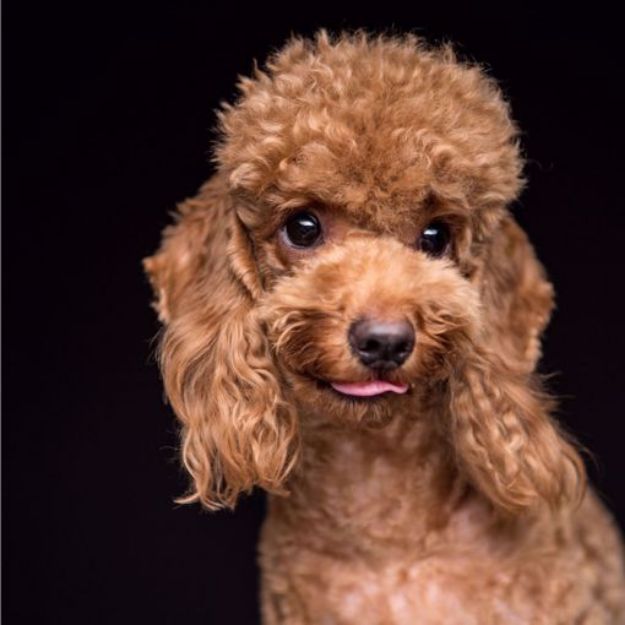 Toy Poodle dog accessories