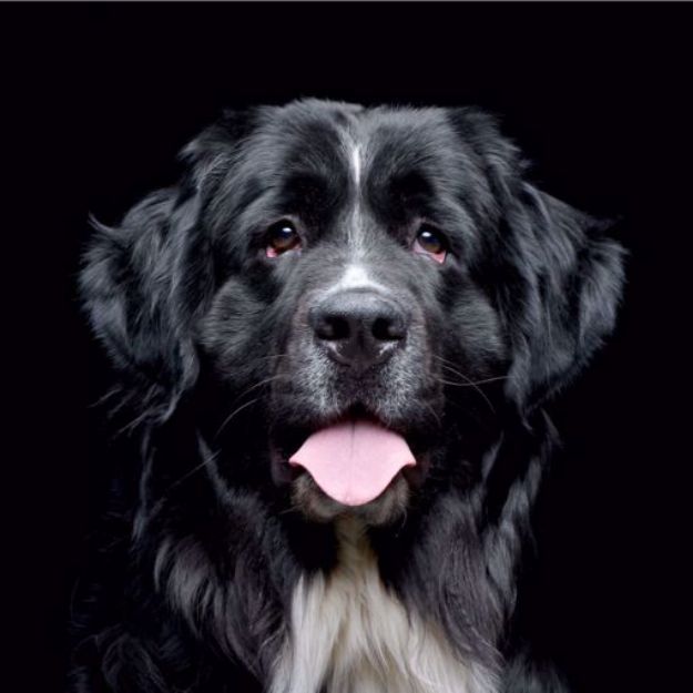 Picture of Newfoundland dog