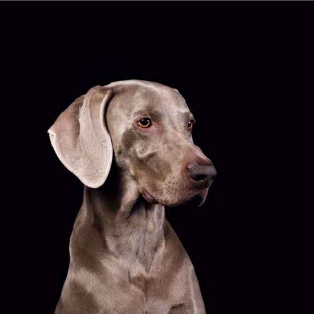 Picture of Weimaraner Vizsla