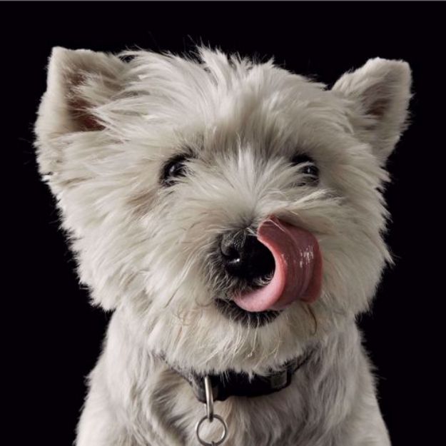 Picture of West Highland White Terrier