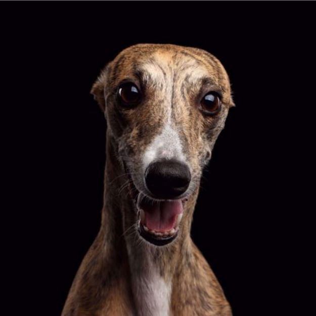 Picture of Whippet