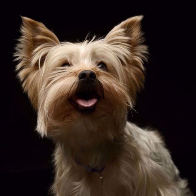 Picture of Yorkshire Terrier