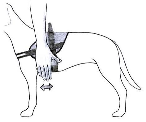 Dog harness measurement